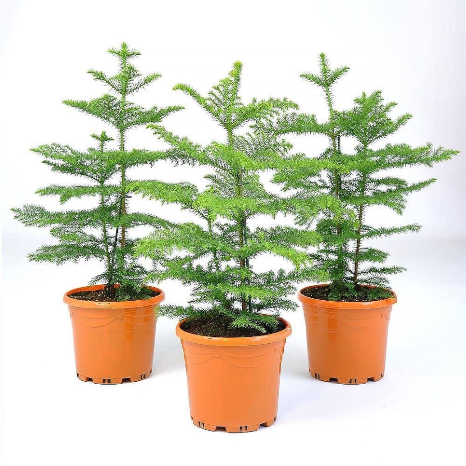 Изображение товара Араукария Хетерофила 70 см комнатное хвойное растение в контейнере