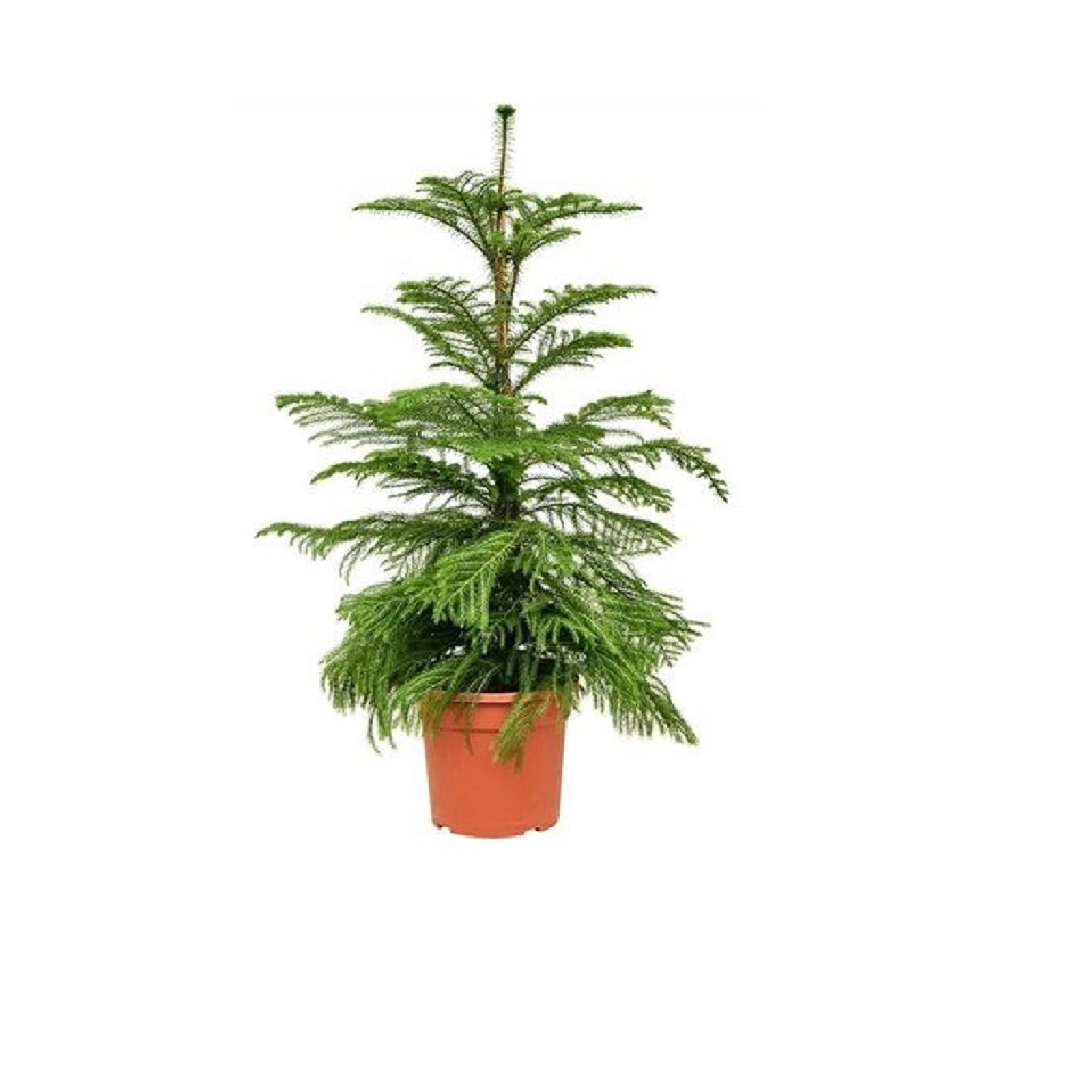 Изображение товара Араукария Хетерофила 110 см - комнатное вечнозеленое хвойное растение