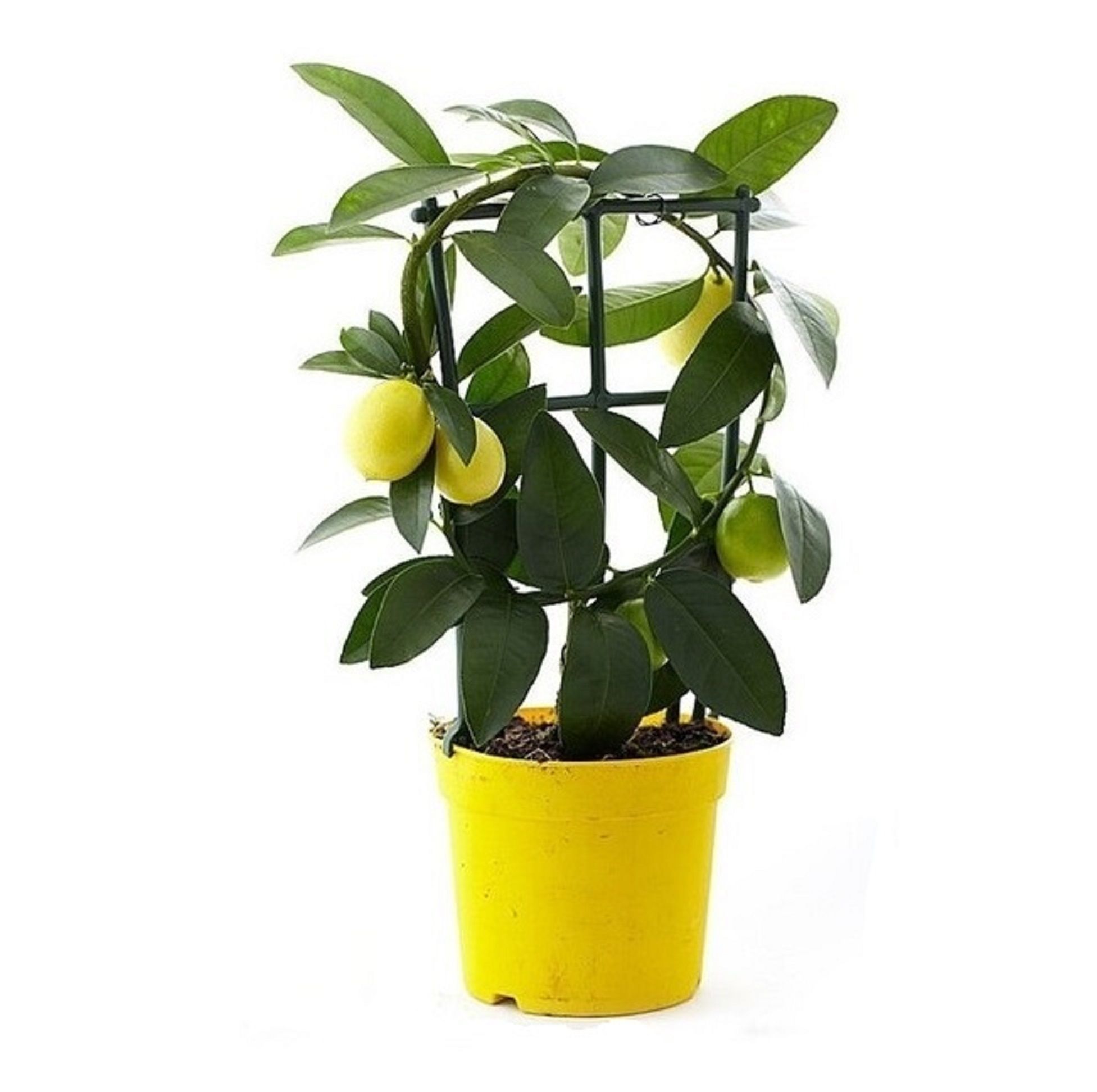 Изображение товара Растение . Цитрофортунела лимон D12 H30