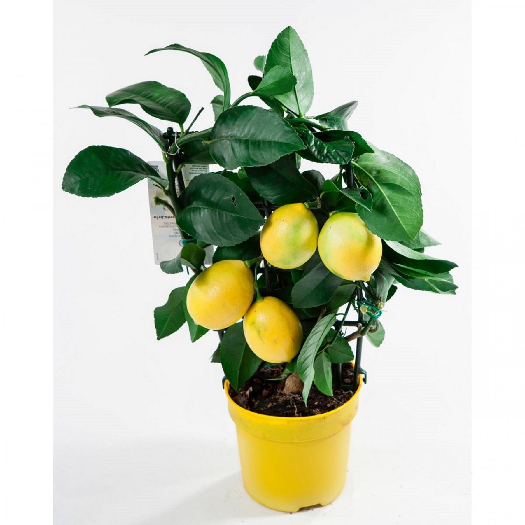 Изображение товара Растение цитрофортунела лимон D15 H35 — декоративное цитрусовое растение