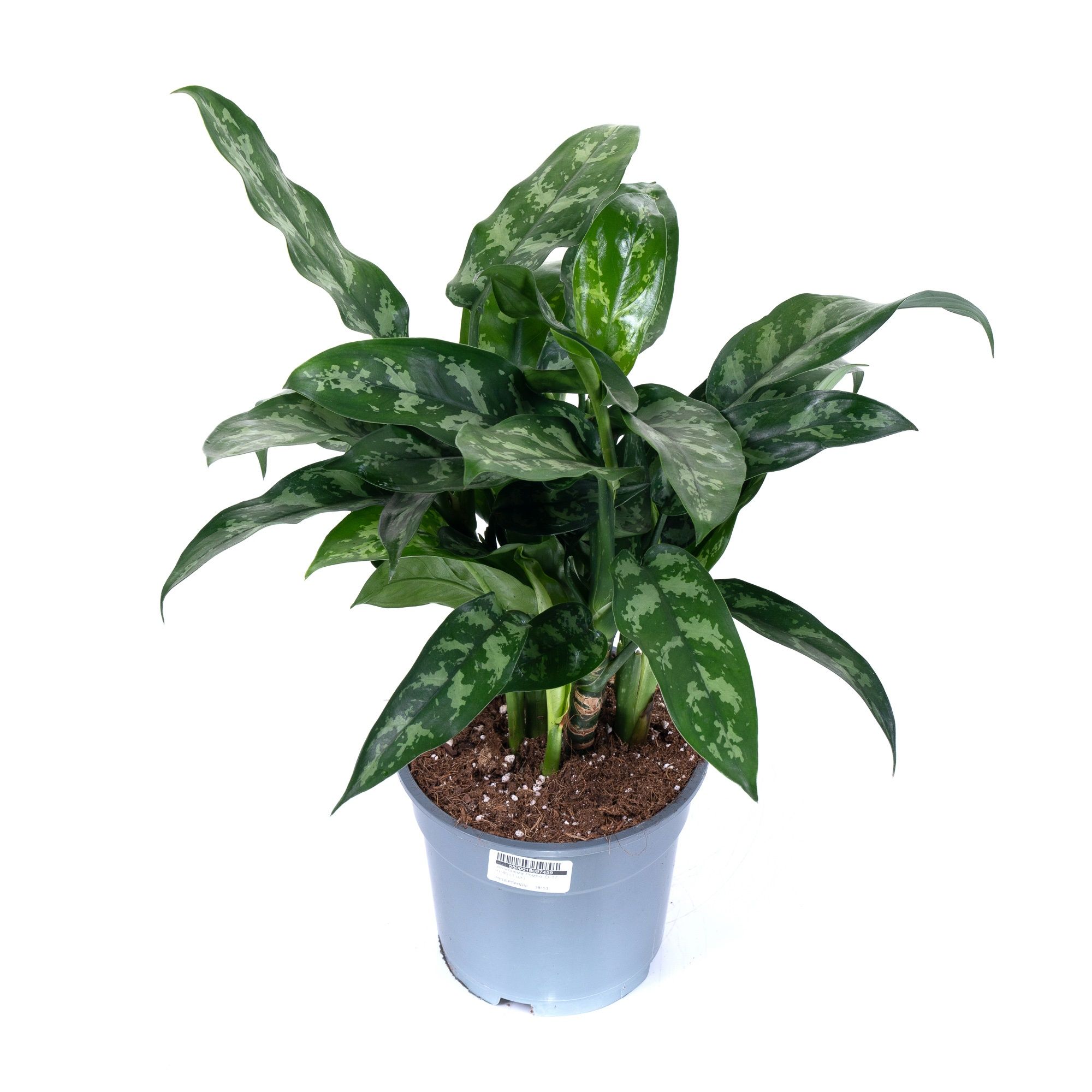 Изображение товара Аглаонема Ромео - компактное комнатное растение для интерьера и воздухоочистки