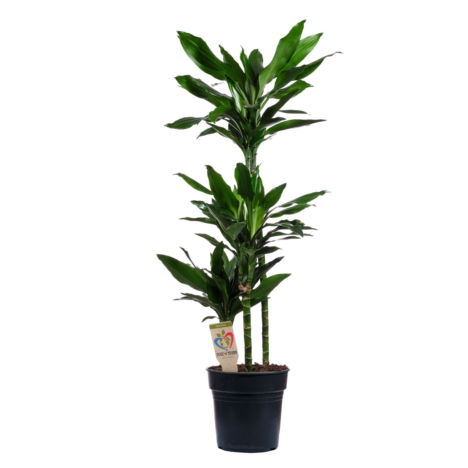 Изображение товара Драцена Джанет Крейг 3 ст. - неприхотливое комнатное растение