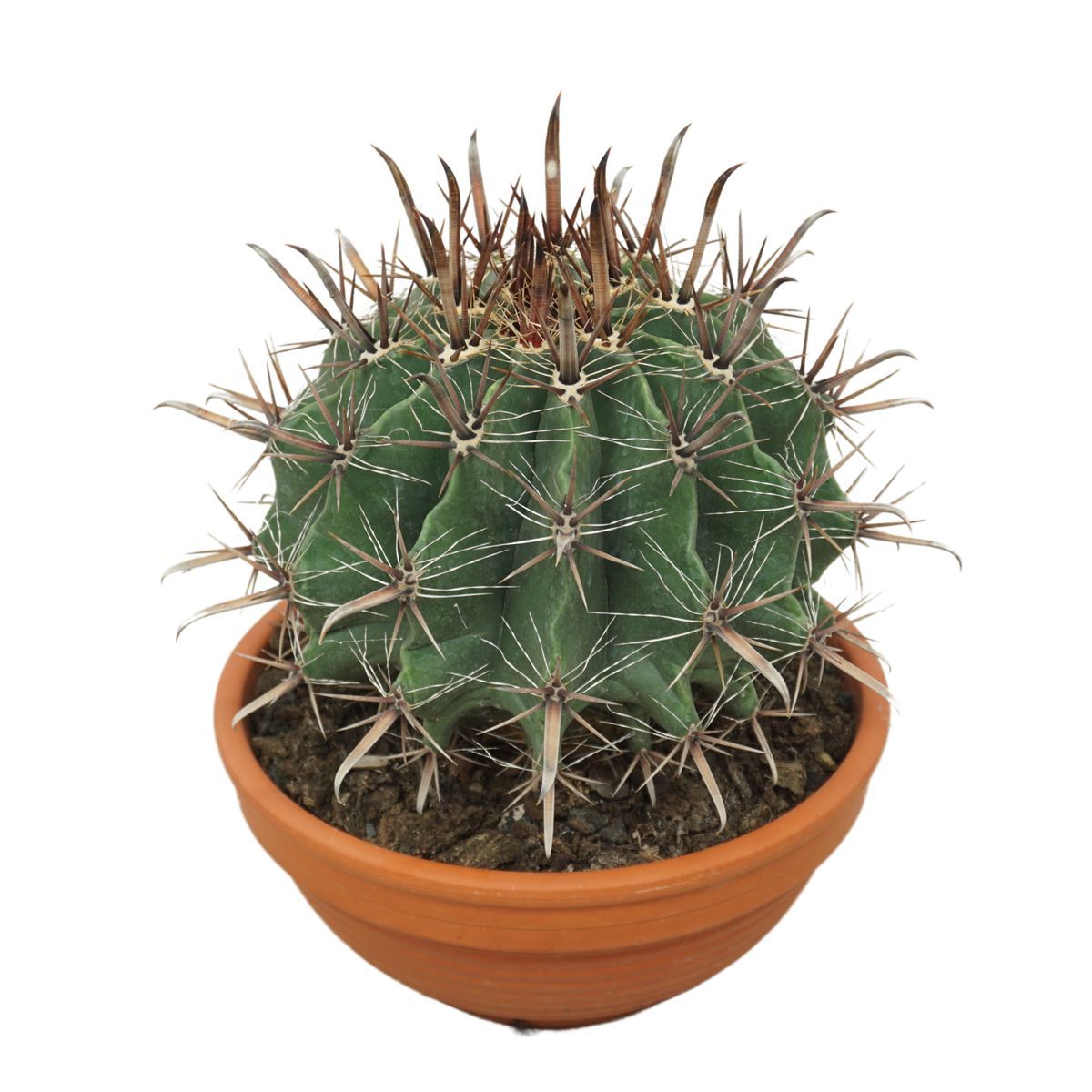 Изображение товара Кактус Ферро микс