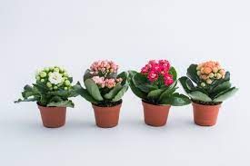 Изображение товара Каланхое Каландива декоративное цветущее суккулентное растение в горшке 7 см