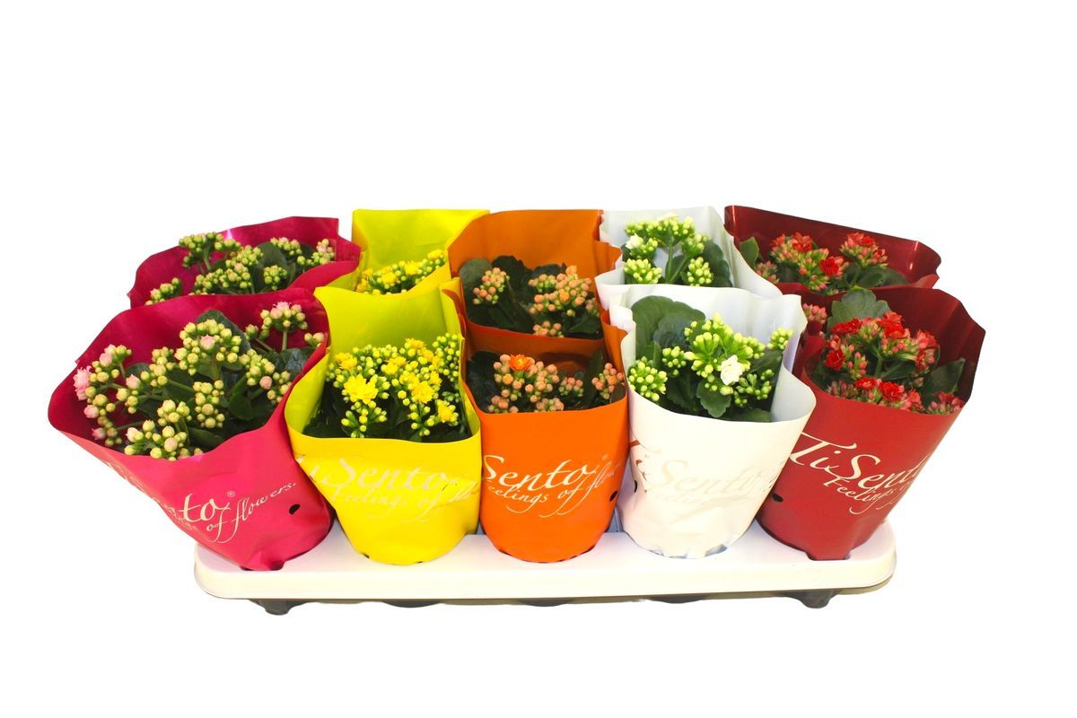 Изображение товара Каланхое Каландива Ти Сенто микс