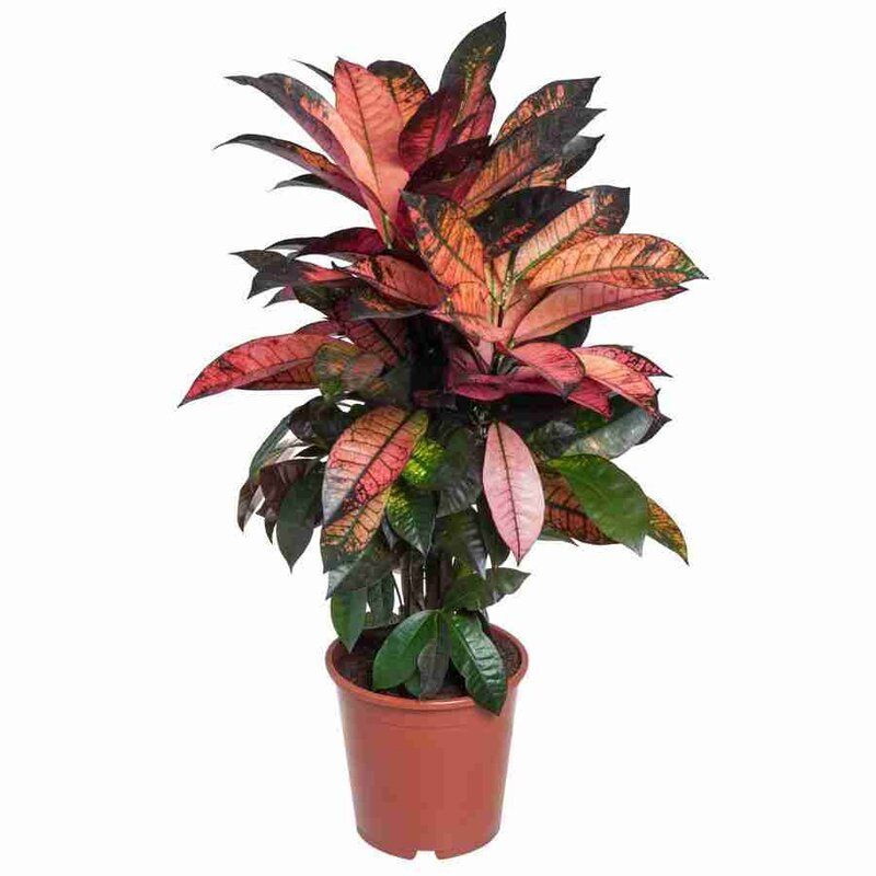 Изображение товара Кодиеум Миссис Айстон