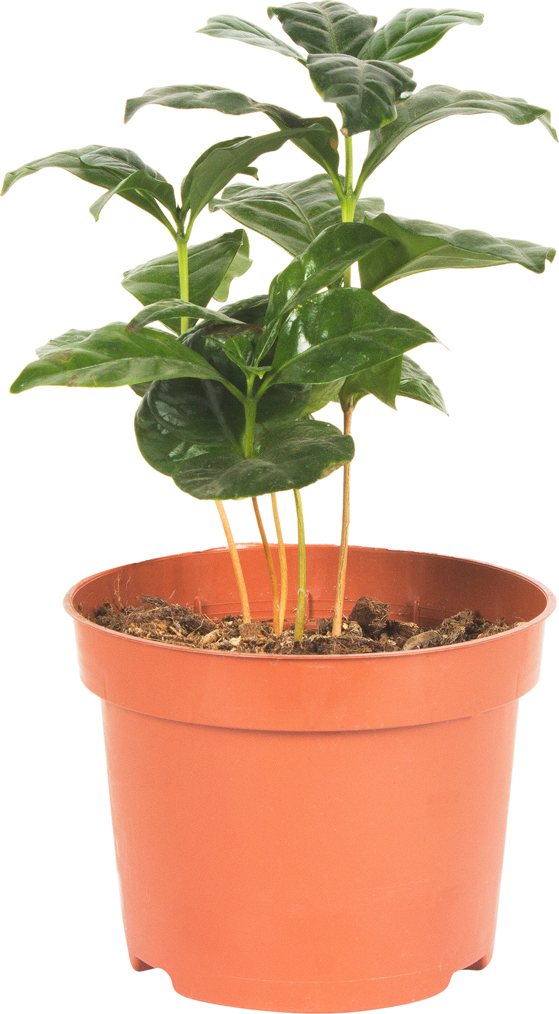 Изображение товара Кофе Арабика