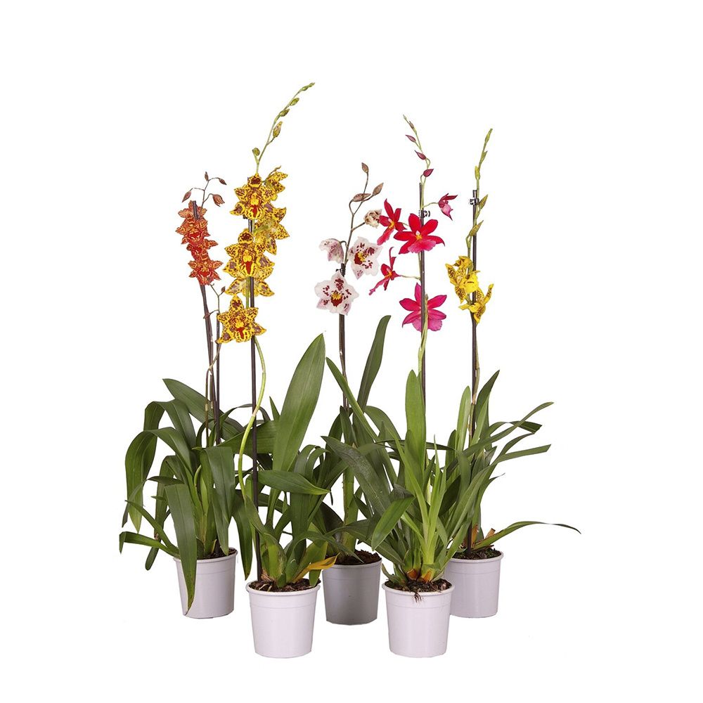 Изображение товара Орхидейный микс фаленопсисов декоративно цветущие растение 5712407