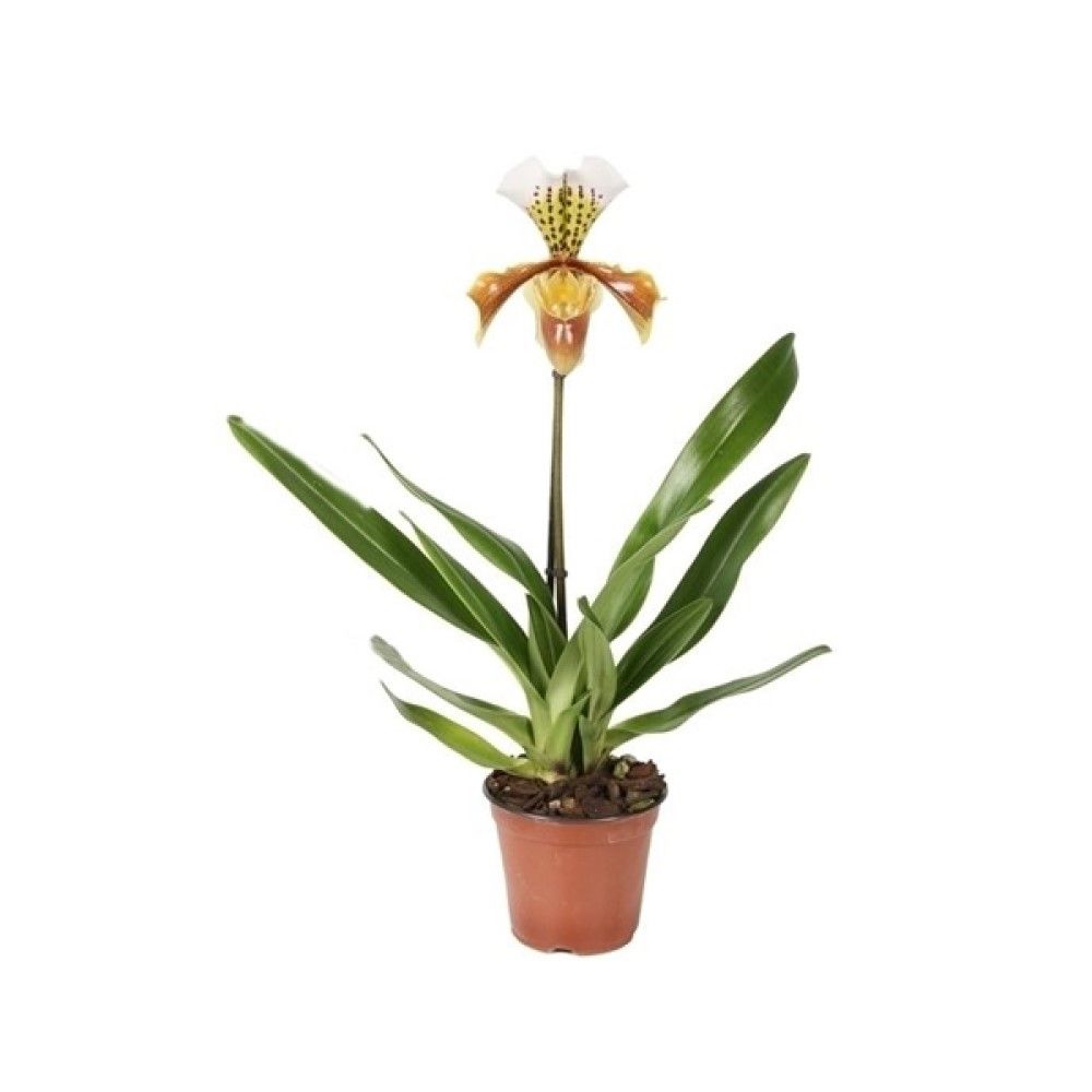 Изображение товара Пафиопедилюм