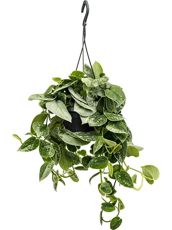 Изображение товара Сциндапсус Пиктус подвесной