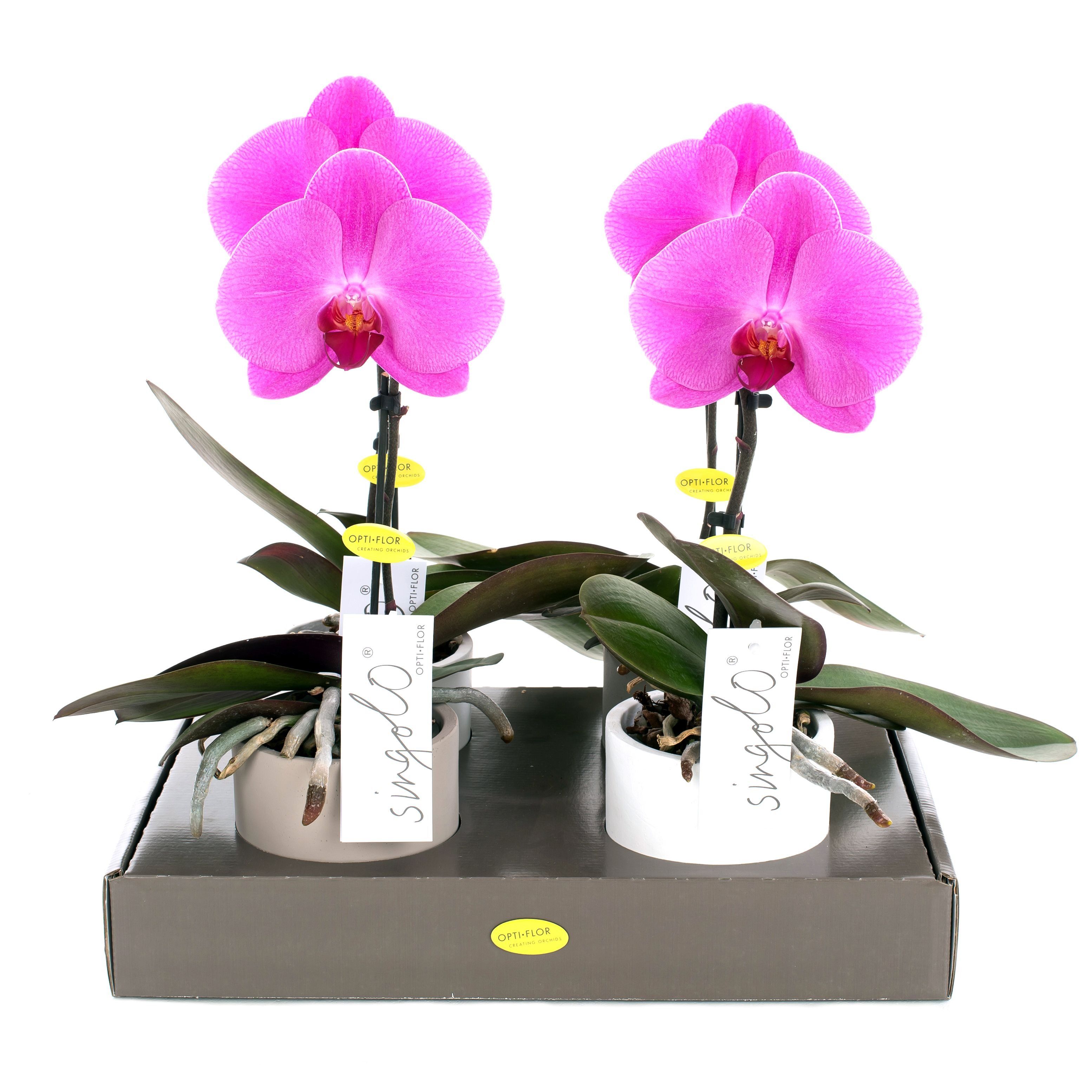 Изображение товара Фаленопсис Оптифлор Синголо Пинк - декоративно-цветущая орхидея для дома