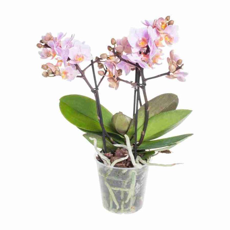 Изображение товара Фаленопсис Оптифлора Букетто Романтико - декоративная орхидея для интерьера
