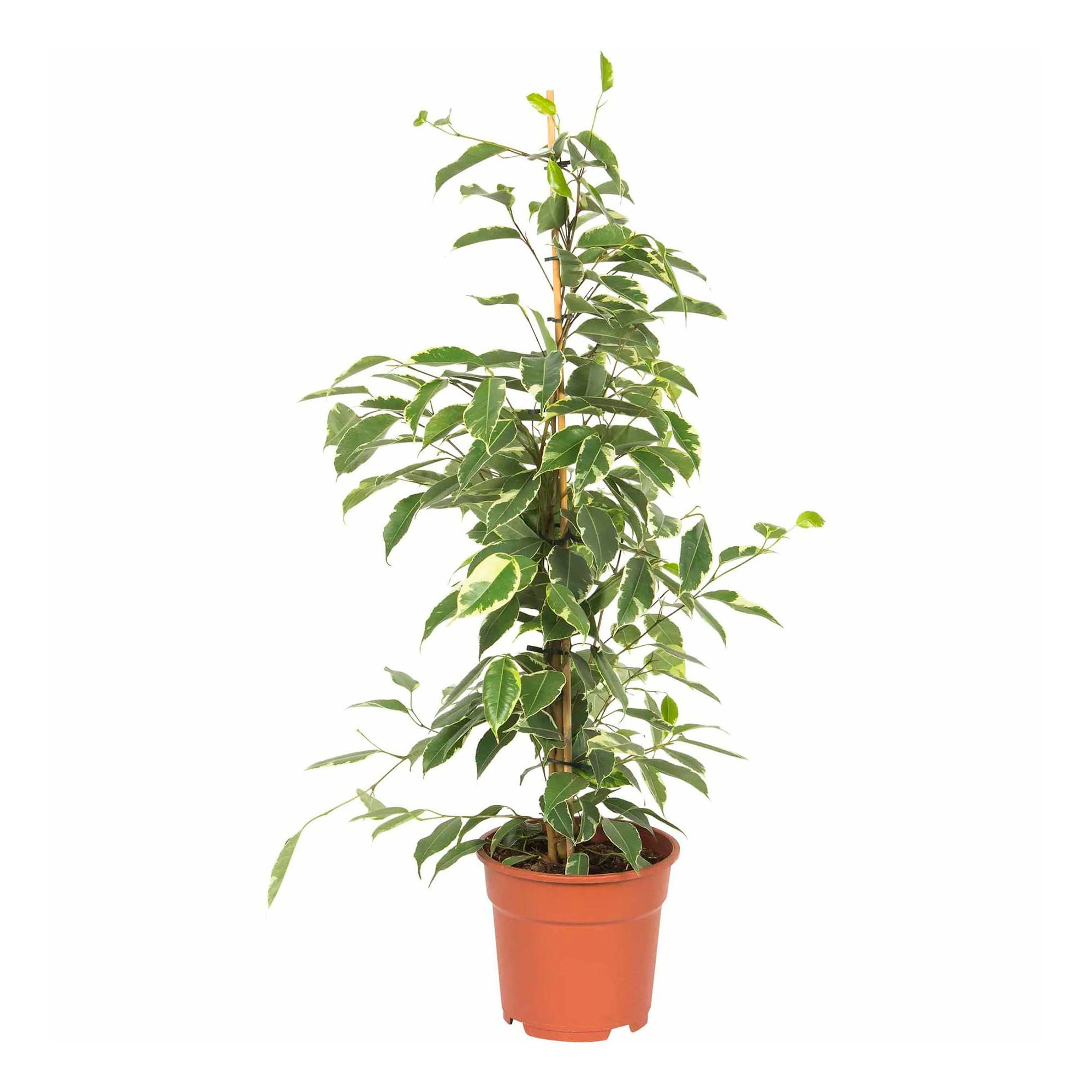 Изображение товара Фикус Голден Кинг 3 ст.