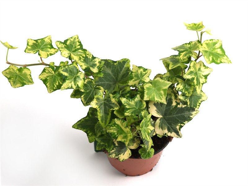 Изображение товара Хедера Хеликс Колибри - Красивый Плющ для Интерьера и Сада