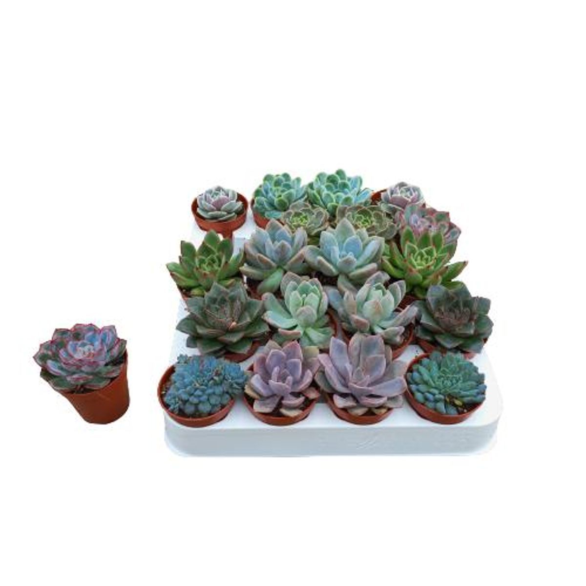 Изображение товара Эхеверия Зонен микс - декоративное многолетнее суккулентное растение для дома и сада