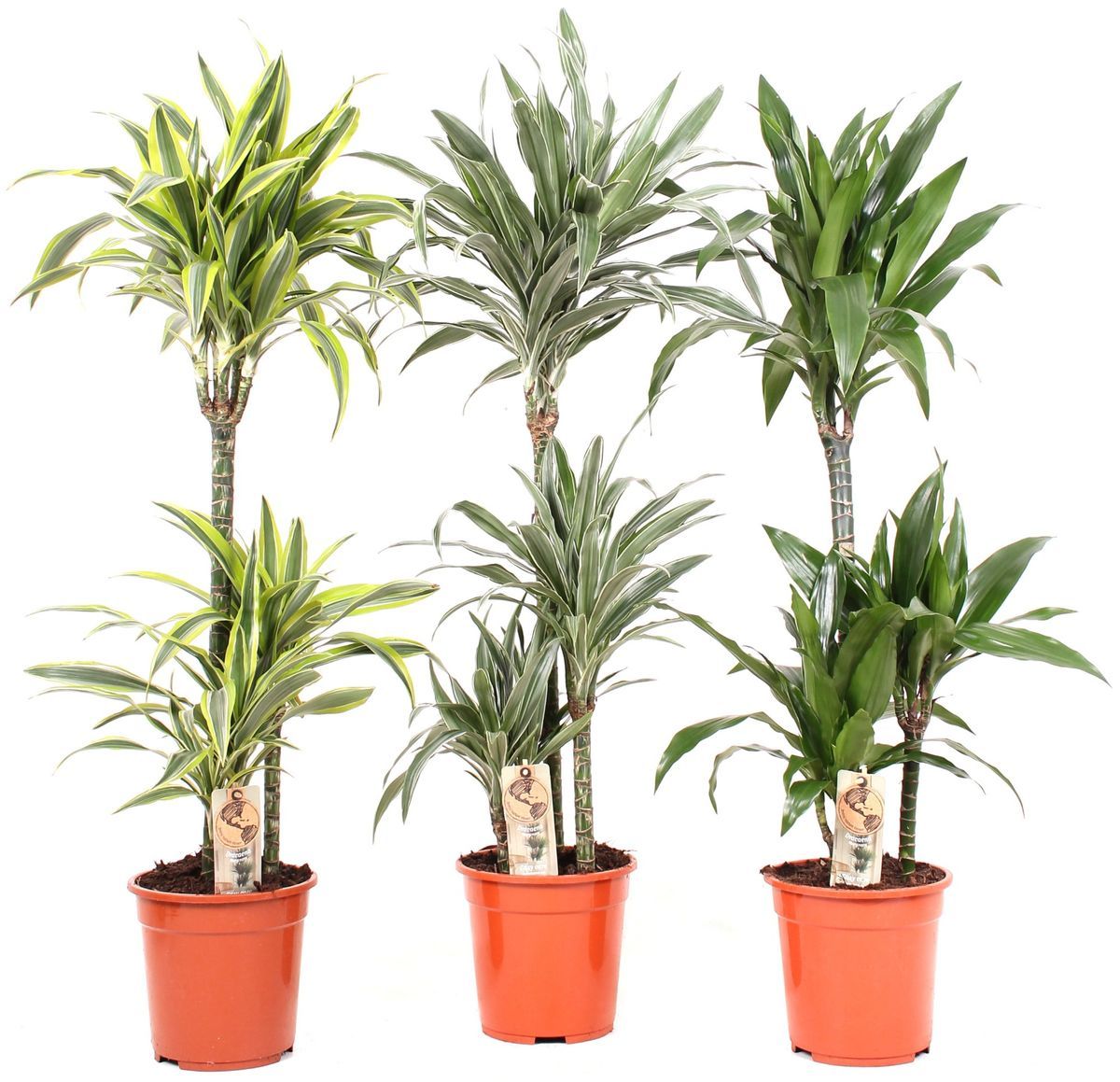 ДраценаМиксD21H115