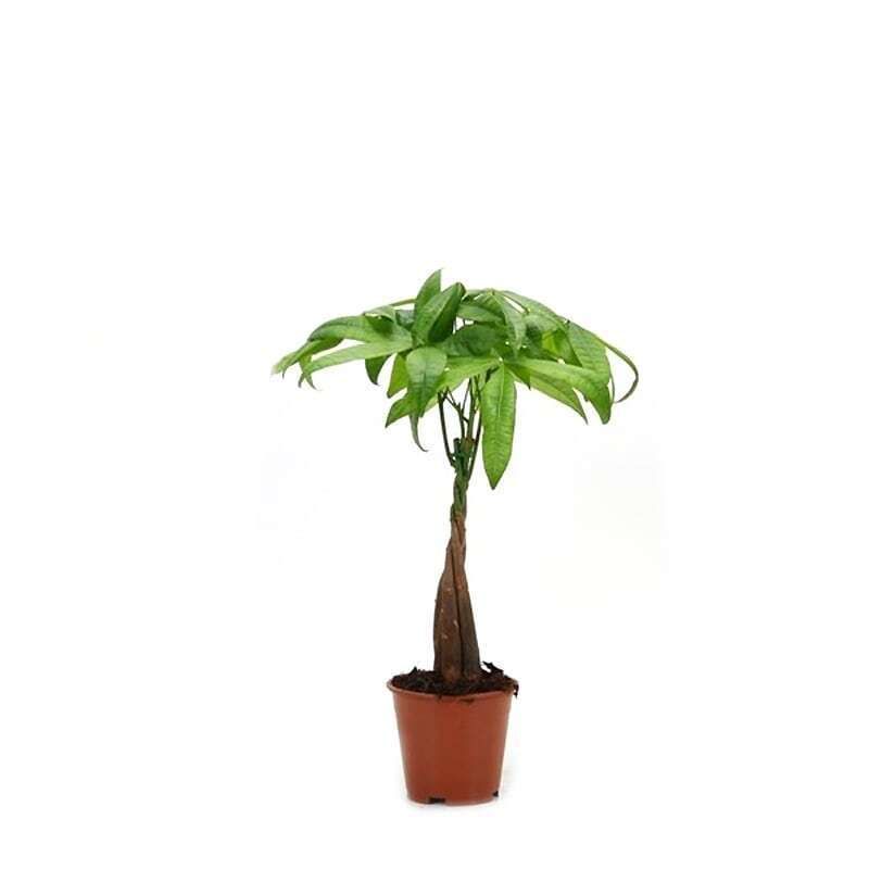 Изображение товара Пахира Акватика ствол Косичка 50 см - комнатное декоративное растение