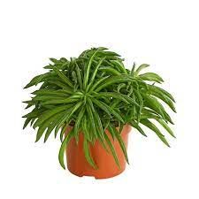 Изображение товара Комнатное растение пеперомия Хеппи Бин D10,5 H15 зелёное декоративное