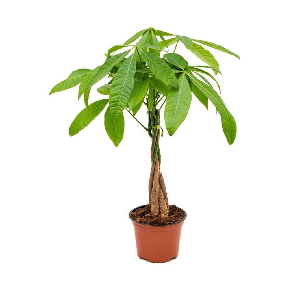 Изображение товара Пахира Акватика D12 H40