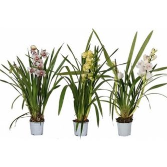 Изображение товара ЦИМБИДИУМ