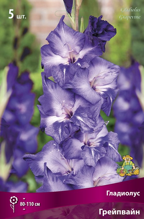 Изображение товара Гладиолус крупноцветковый Грейпвайн 5 шт.