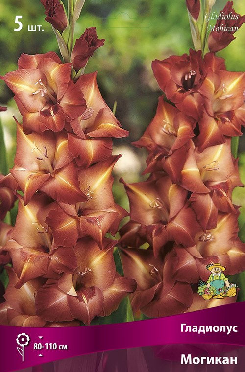 Изображение товара Гладиолус крупноцветковый Могикан 5 шт.