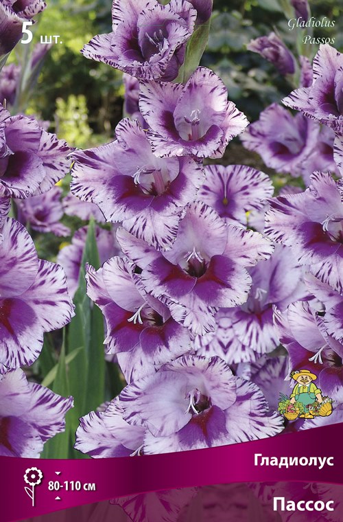 Изображение товара Гладиолус крупноцветковый Пассос 5 шт.