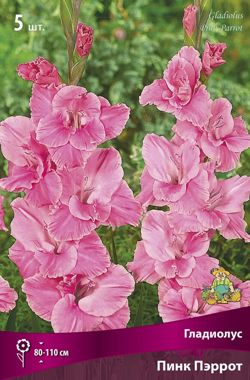Изображение товара Гладиолус крупноцветковый Пинк Пэррот 5 шт.
