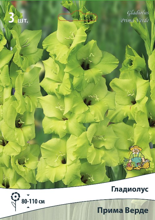 Изображение товара Гладиолус крупноцветковый Прима Верде 3 шт.