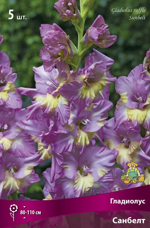Изображение товара Гладиолус гофрированный Санбелт 5 шт.