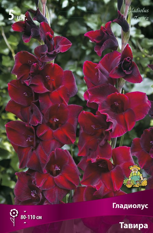 Изображение товара Гладиолус крупноцветковый Тавира 5 шт.