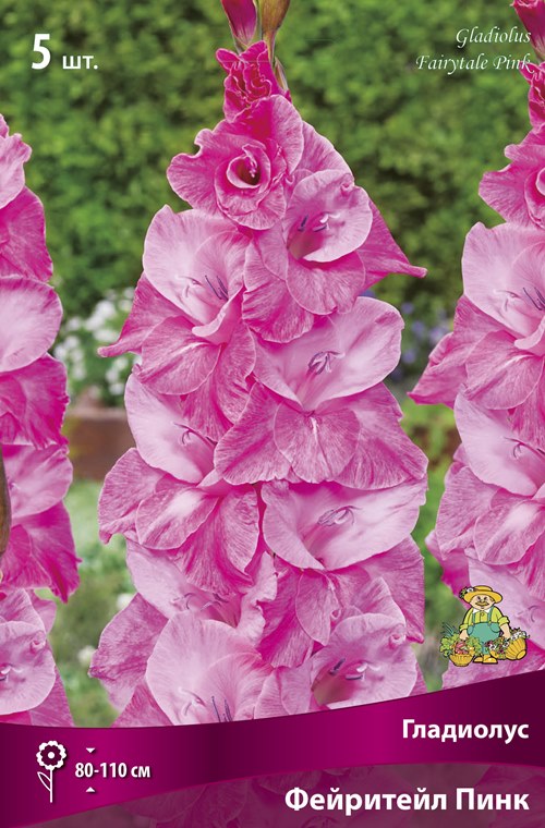 Изображение товара Гладиолус крупноцветковый Фейритейл Пинк 5 шт.