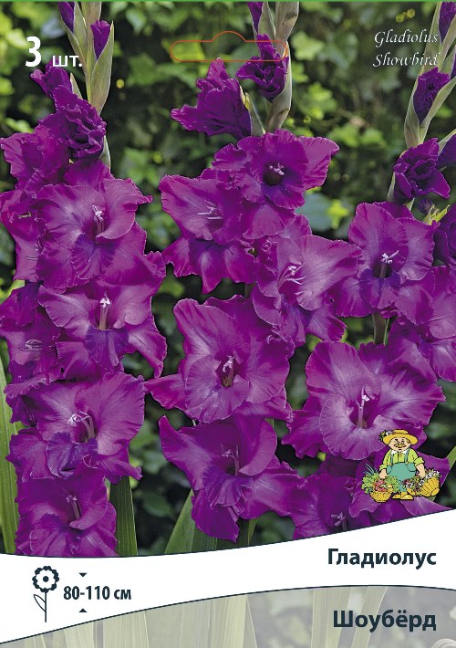 Изображение товара Гладиолус крупноцветковый Шоубёрд 3 шт.