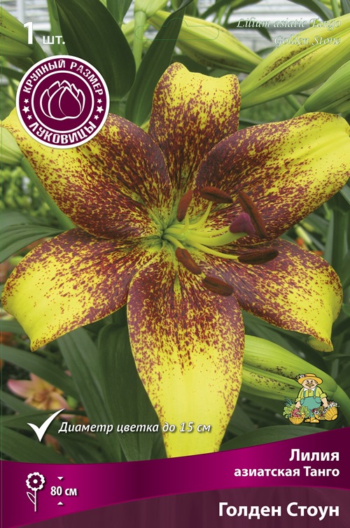 Изображение товара Лилия азиатская Танго Голден Стоун 1 шт.