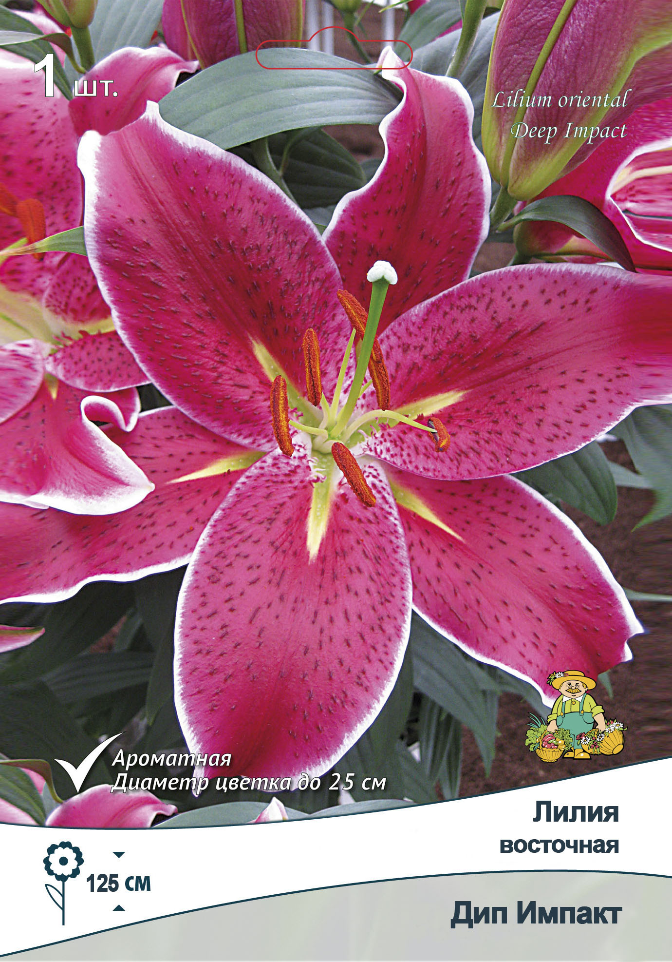 Изображение товара Лилия восточная Дип Импакт 1 шт.