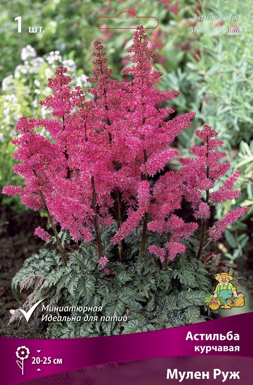 Изображение товара Астильба курчавая Мулен Руж 1 шт. декоративное растение для сада