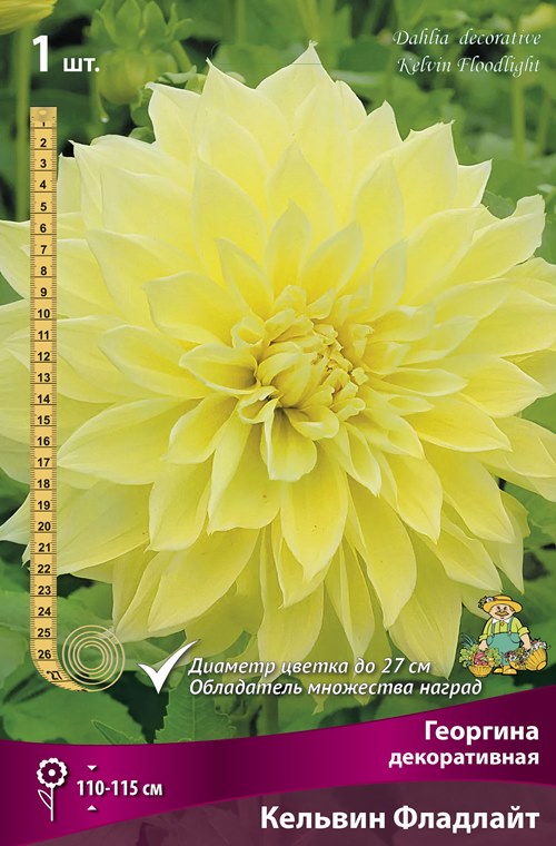 Изображение товара Георгина декоративная Кельвин Фладлайт корневище 1 шт., яркий цветочный акцент