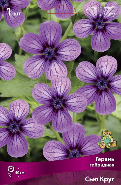 Изображение товара Герань гибридная Сью Круг 1 шт.