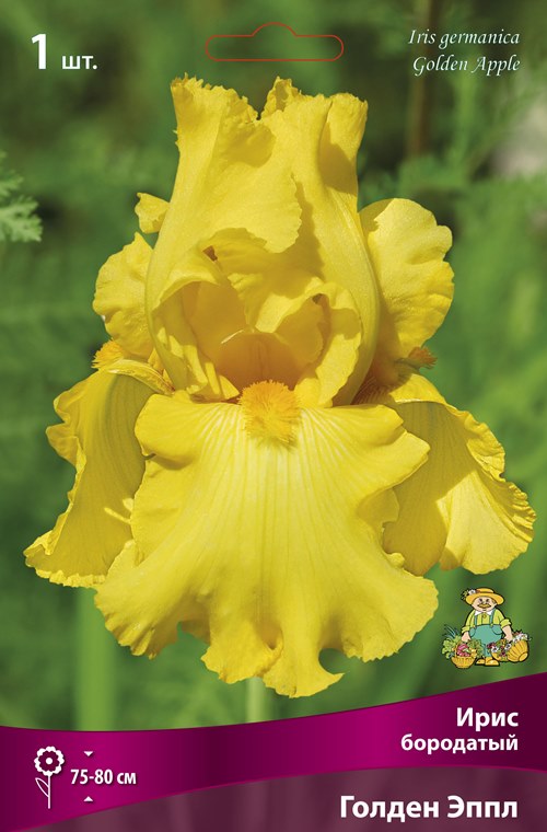 Изображение товара Ирис бородатый Голден Эппл 1 шт.