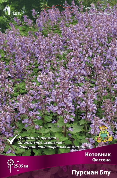 Изображение товара Котовник Фассена Пурсиан Блу 1 шт.