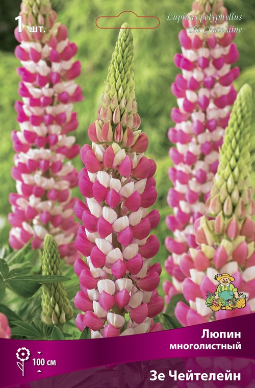 Изображение товара Люпин многолистный Зе Чейтелейн 1 шт.