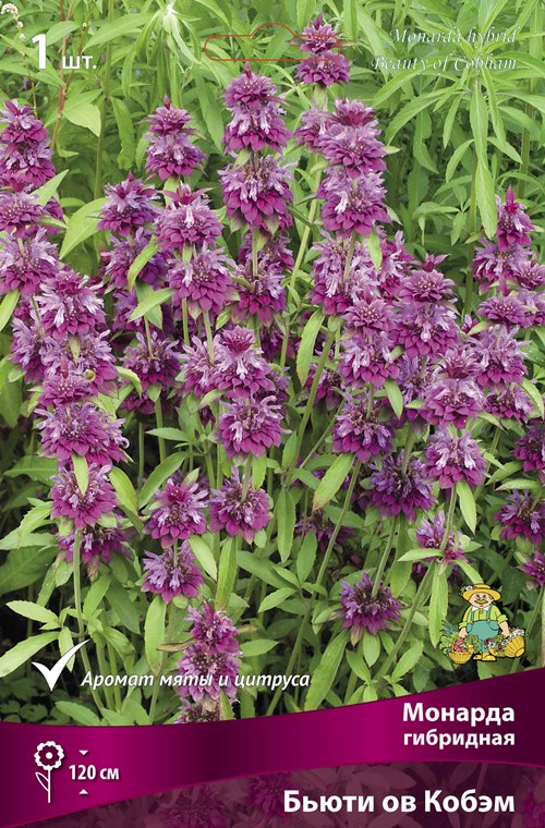 Изображение товара Монарда гибридная Бьюти ов Кобэм 1 шт.
