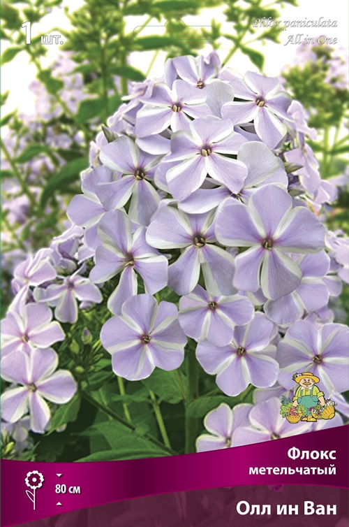 Изображение товара Флокс метельчатый Ол ин Ван 1 шт.
