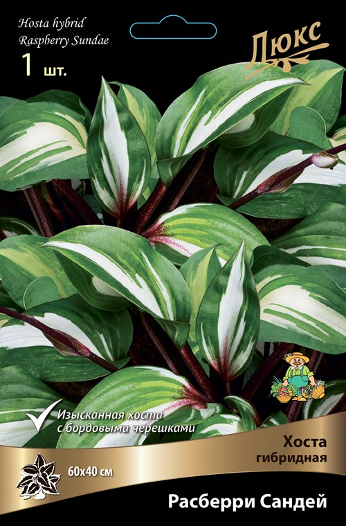 Изображение товара Хоста гибридная Расберри Сандей 1 шт.