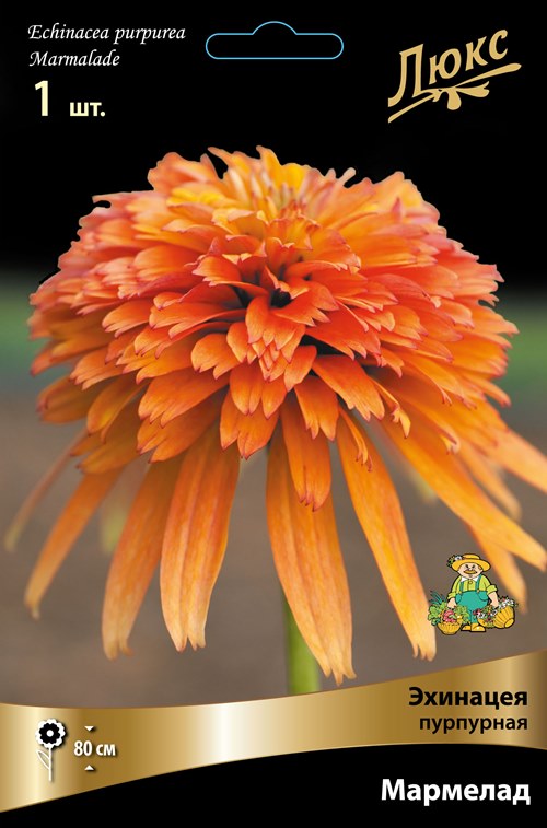 Изображение товара Эхинацея пурпурная Мармелад 1 шт.