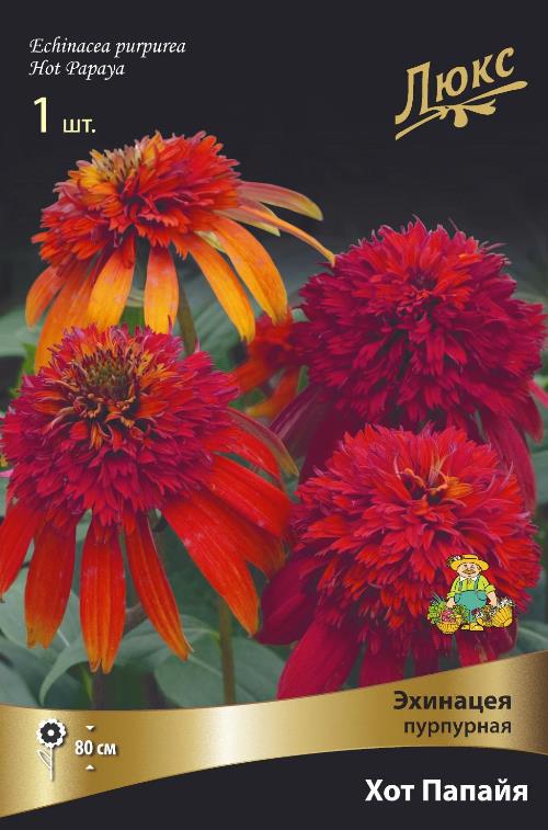 Изображение товара Эхинацея пурпурная Хот Папайя 1 шт.