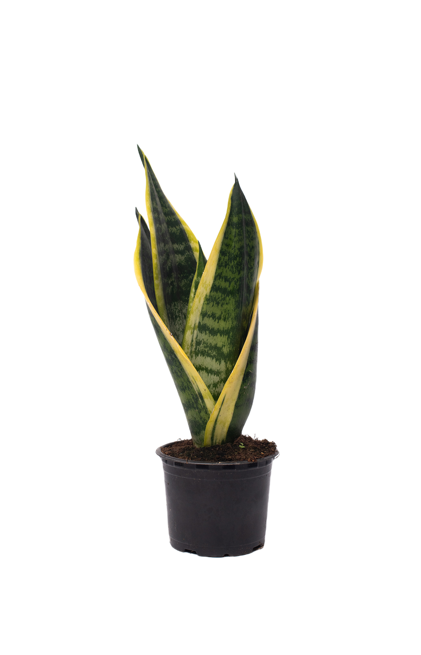 Изображение товара Сансевиерия D10,5 (микс)