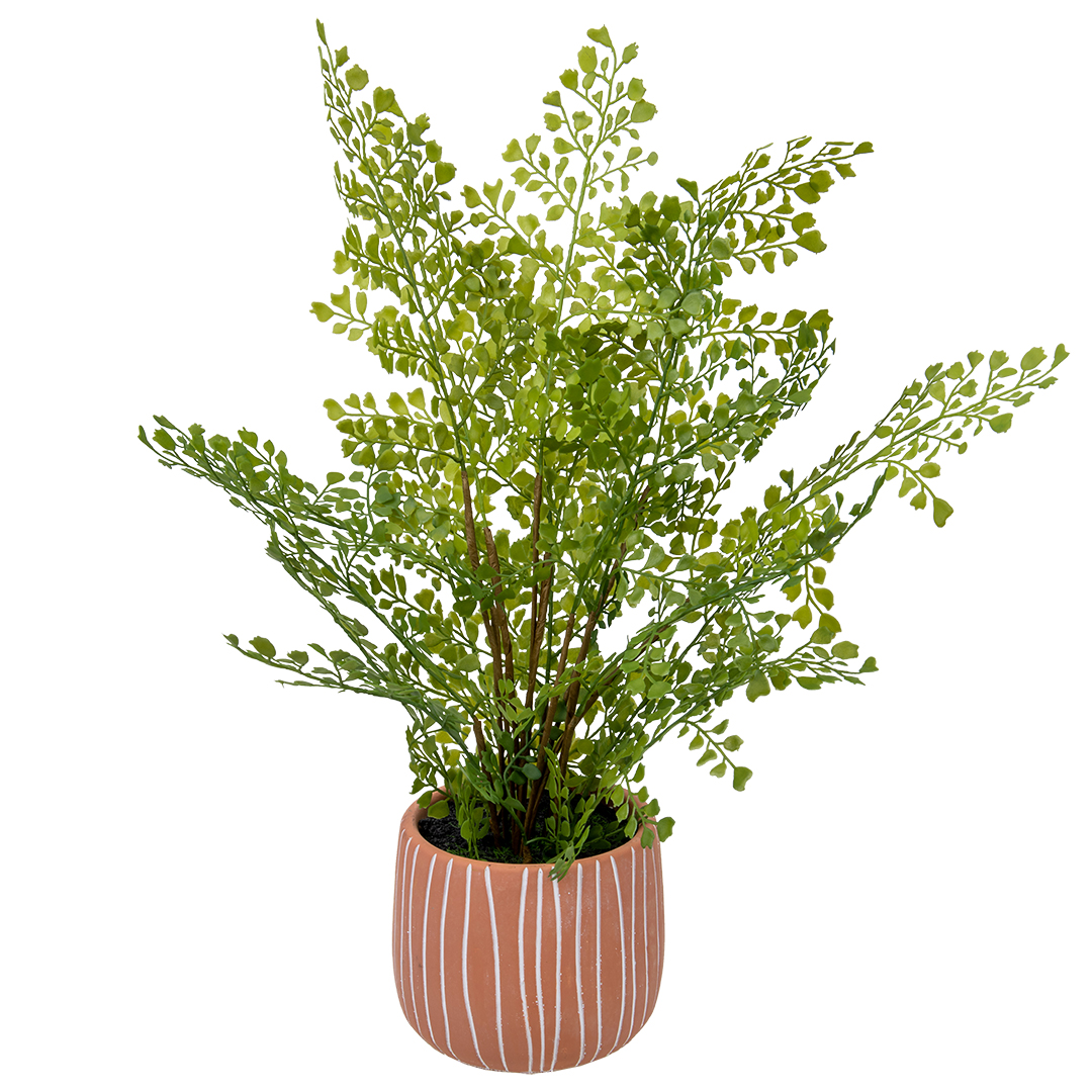 Изображение товара Папоротник курчавый в горшке 48 см