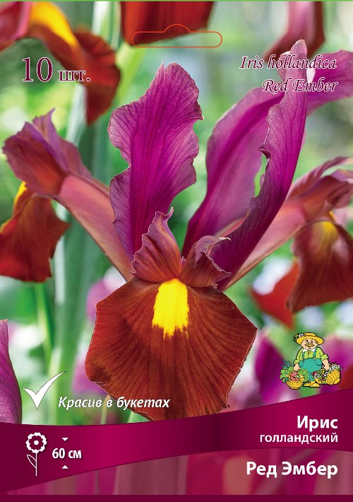 Изображение товара Ирис голландский Ред Эмбер 10 шт. яркий гибрид с продолжительным цветением