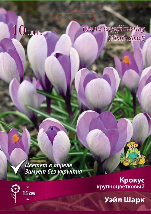Изображение товара Крокус крупноцветковый Уэйл Шарк в капере 10 шт.